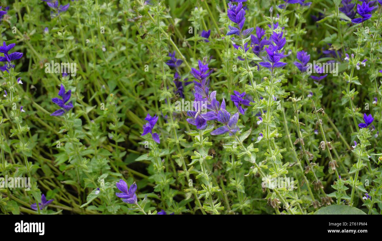 Salvia viridis known as Wild clary, Annual clary, Bluebeard, Green, Joseph,Painted, Clary Sage Sage with green leaves on the flower bed in a garden. Stock Photo