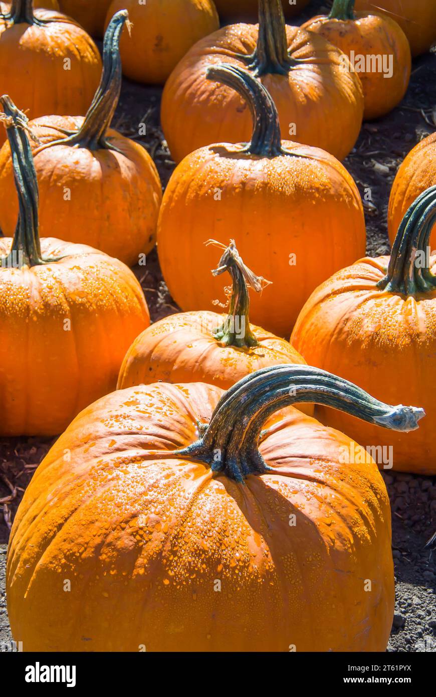 Pumpkins Distributed in Pumpkin Patch for Sale Stock Photo