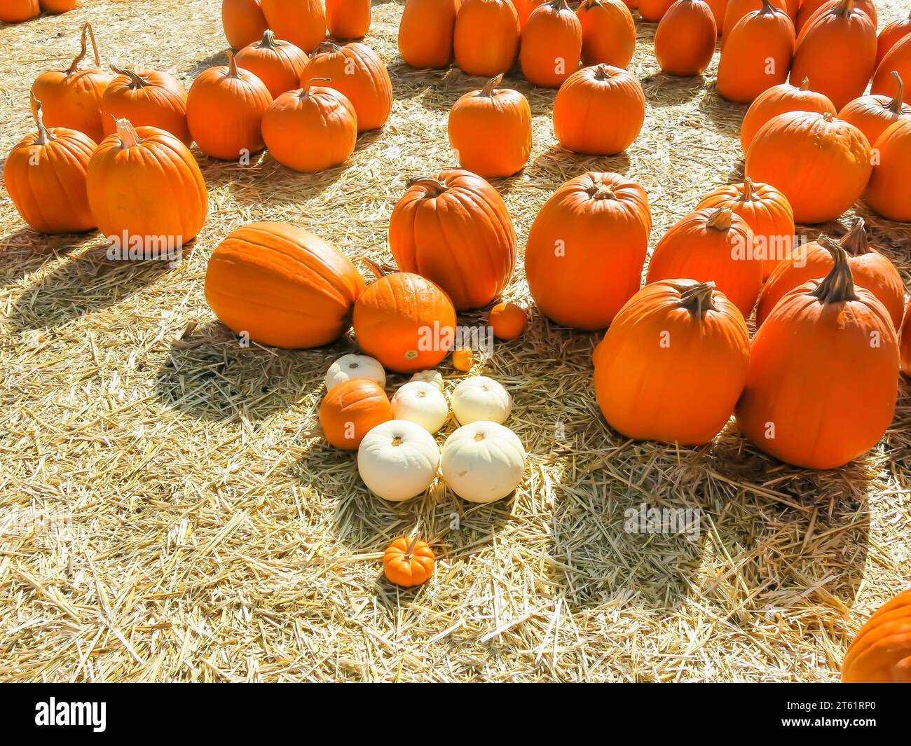 Pumpkins Distributed in Pumpkin Patch for Sale Stock Photo