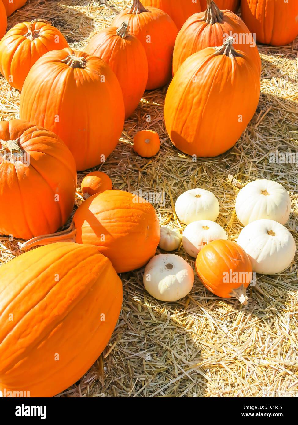 Pumpkins Distributed in Pumpkin Patch for Sale Stock Photo