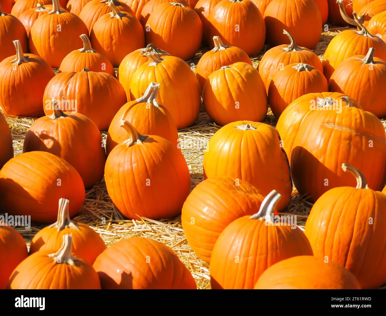 Pumpkins Distributed in Pumpkin Patch for Sale Stock Photo