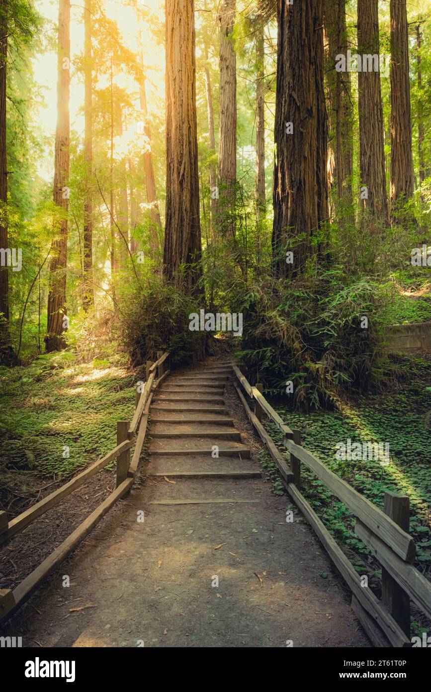 An idyllic path surrounded by lush greenery leads up to a majestic ...