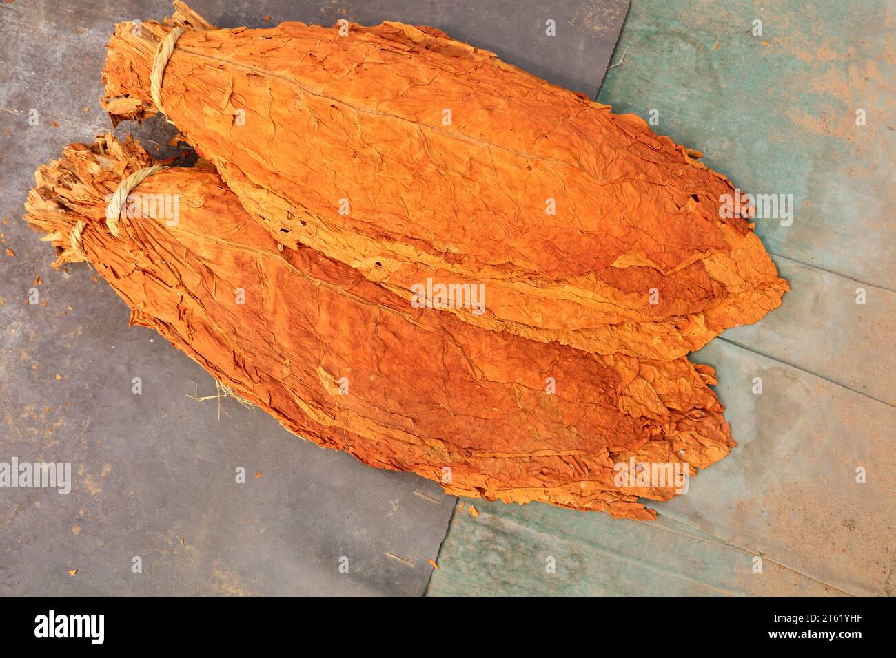 Bundles of tobacco leaves hi-res stock photography and images