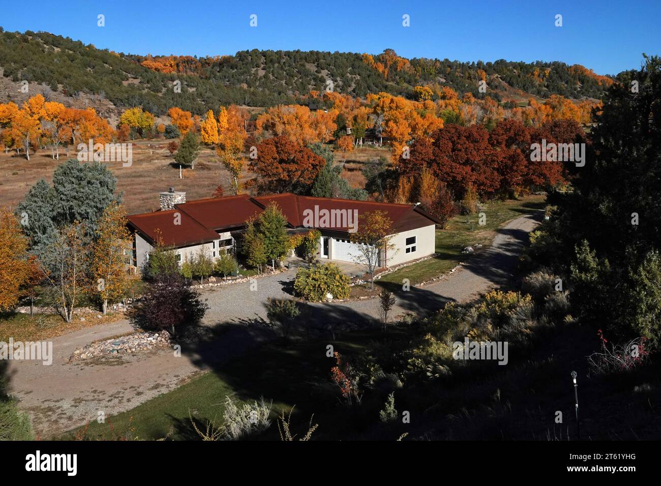 A group of ponderosa pine trees turn yellow during autumn surrounding a