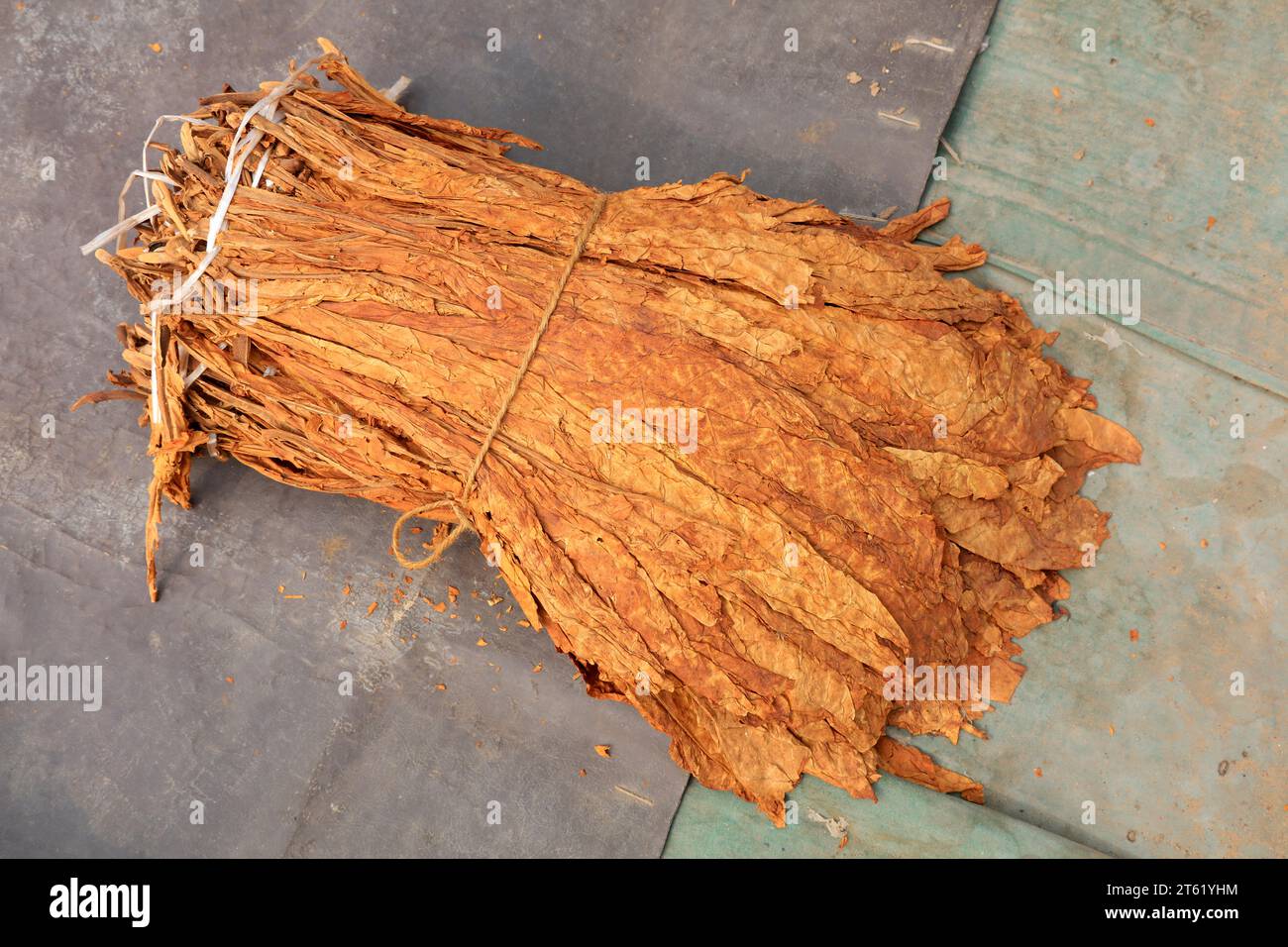Bundles of tobacco leaves hi-res stock photography and images