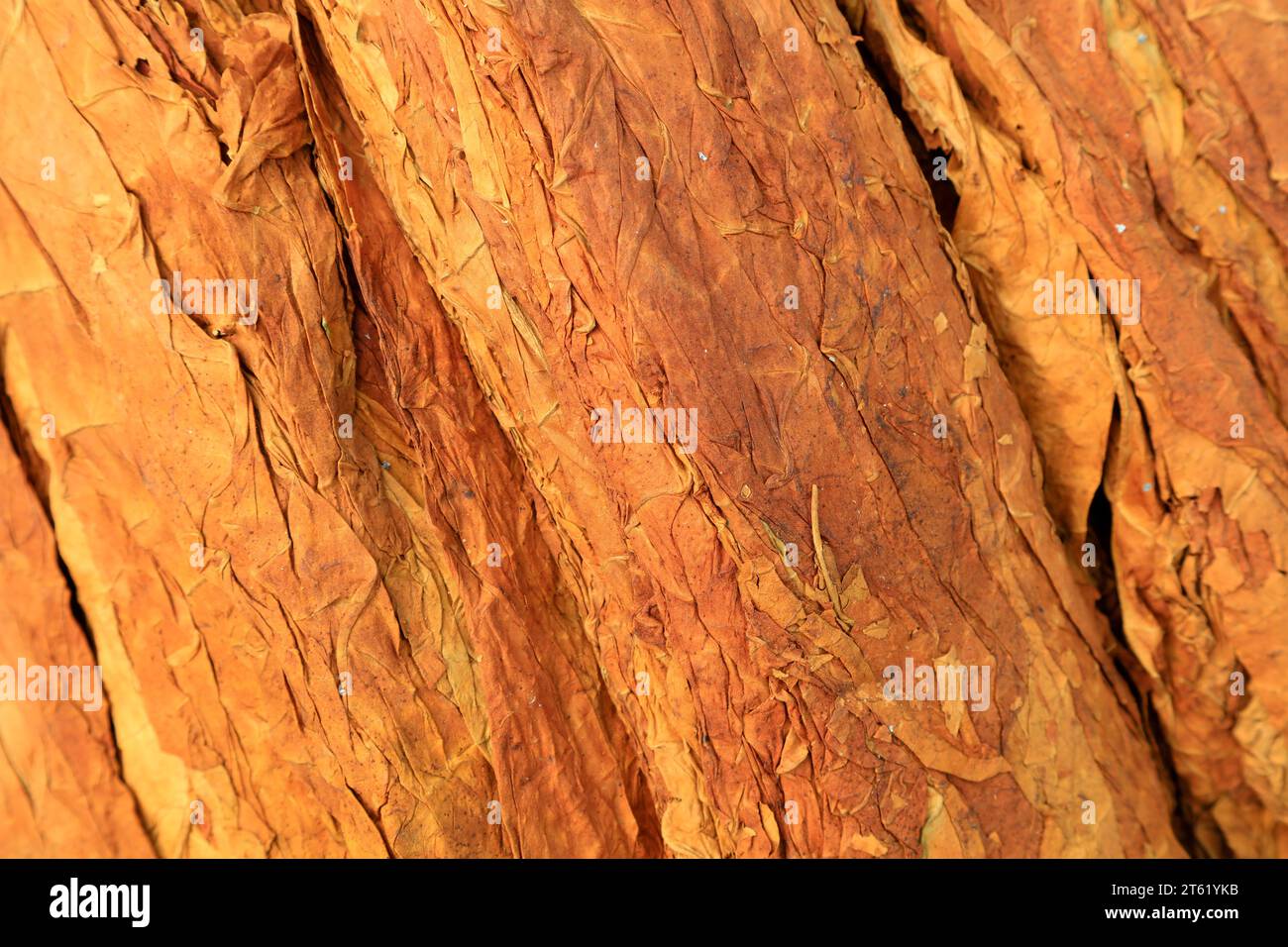 tobacco leaves, closeup of photo Stock Photo