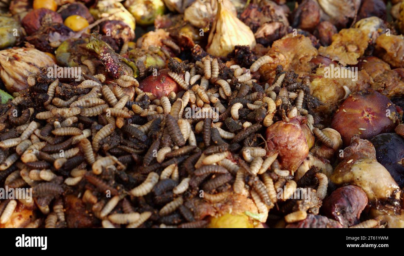Black soldier fly larvae on food waste. Black soldier fly larvae used for composting household food scraps and agricultural waste products Stock Photo