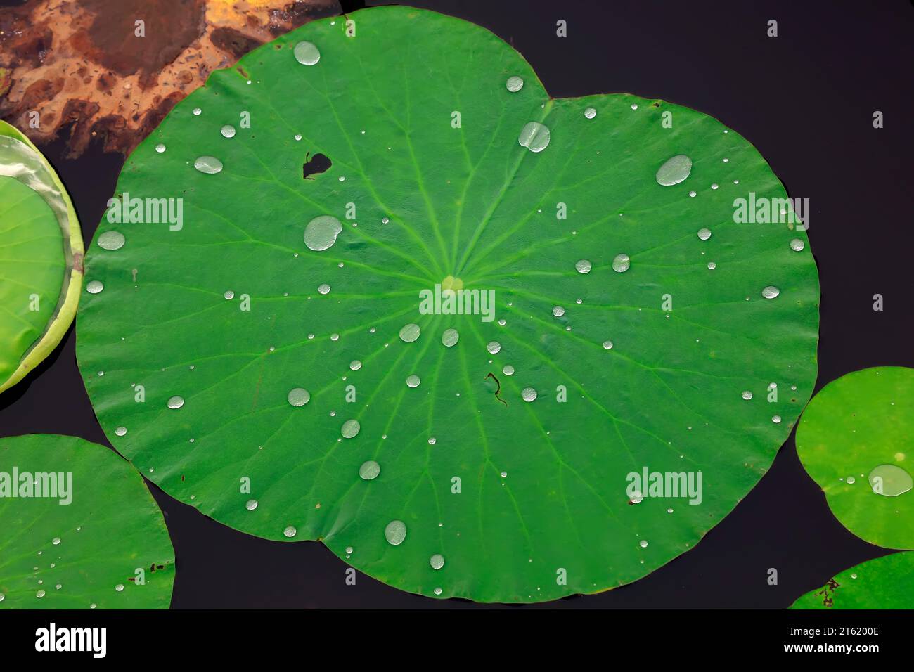 water droplets on lotus leaves Stock Photo - Alamy