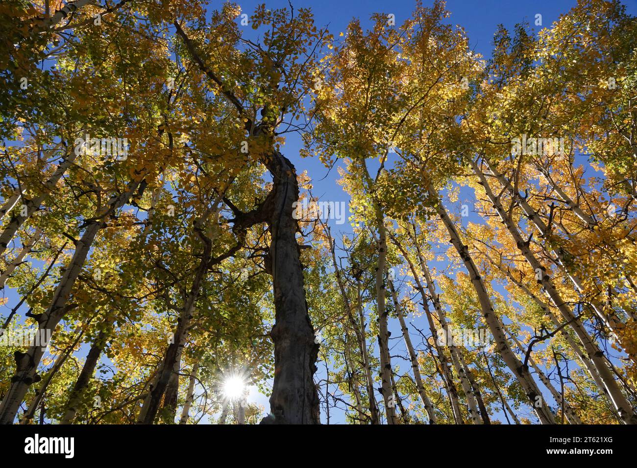 A group of ponderosa pine trees turn yellow during autumn as the