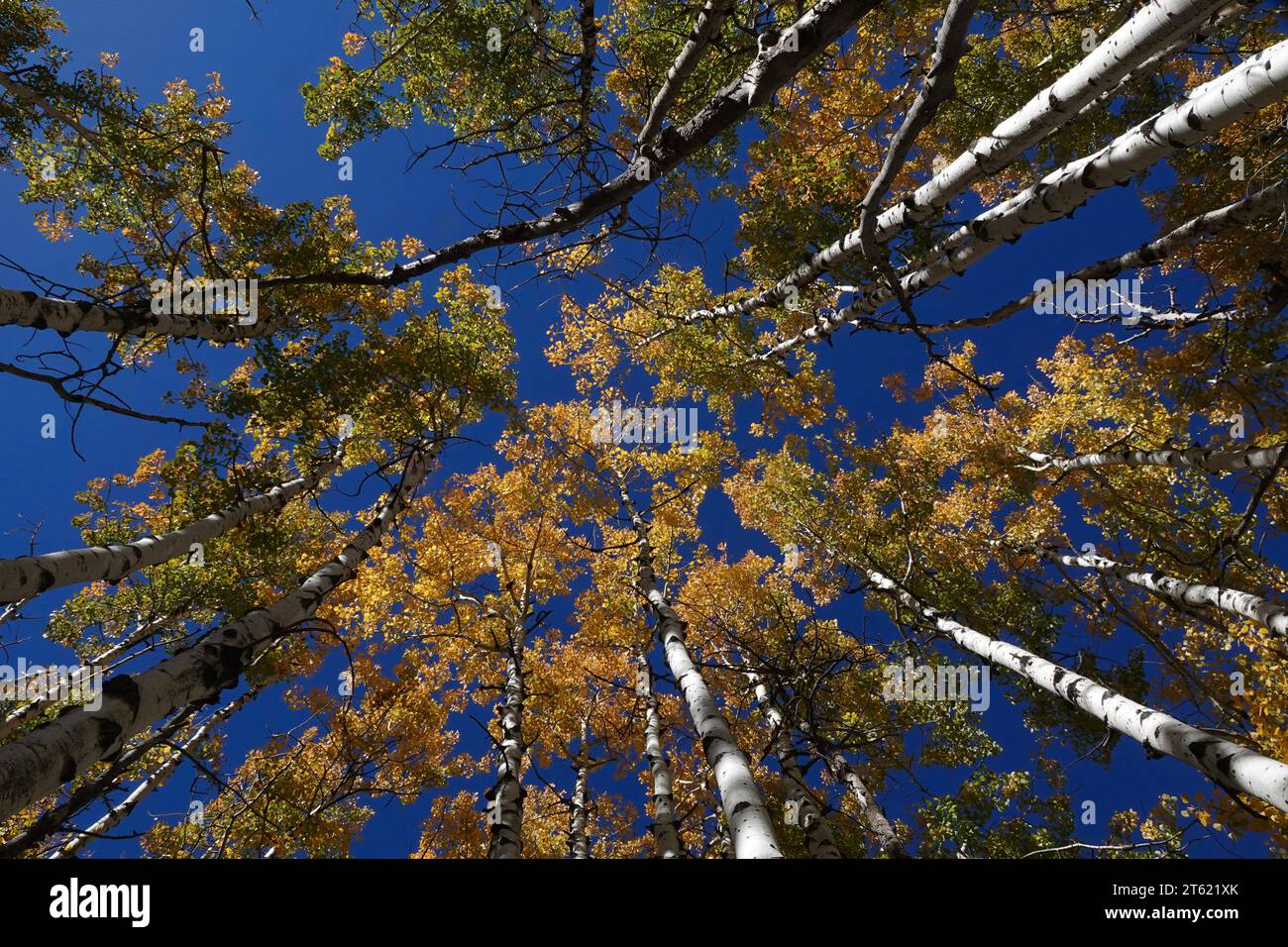 A group of ponderosa pine trees turn yellow during autumn as the