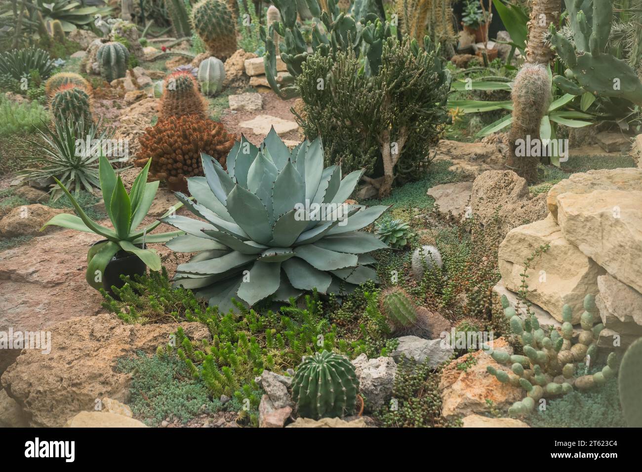 Variety of succulents hi-res stock photography and images - Alamy