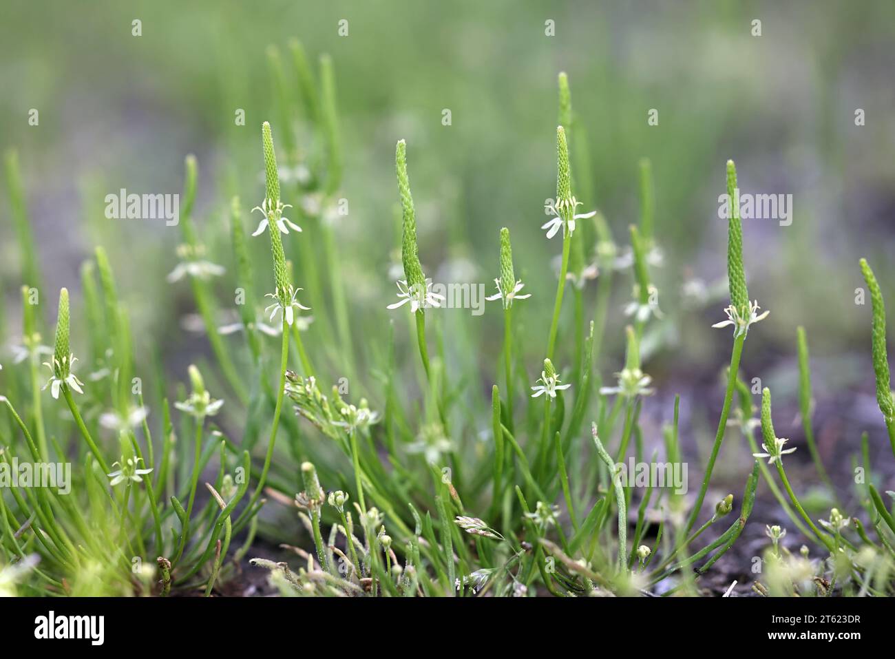 Myosurus minimus, commonly known as tiny mousetail, wild plant from Finland Stock Photo