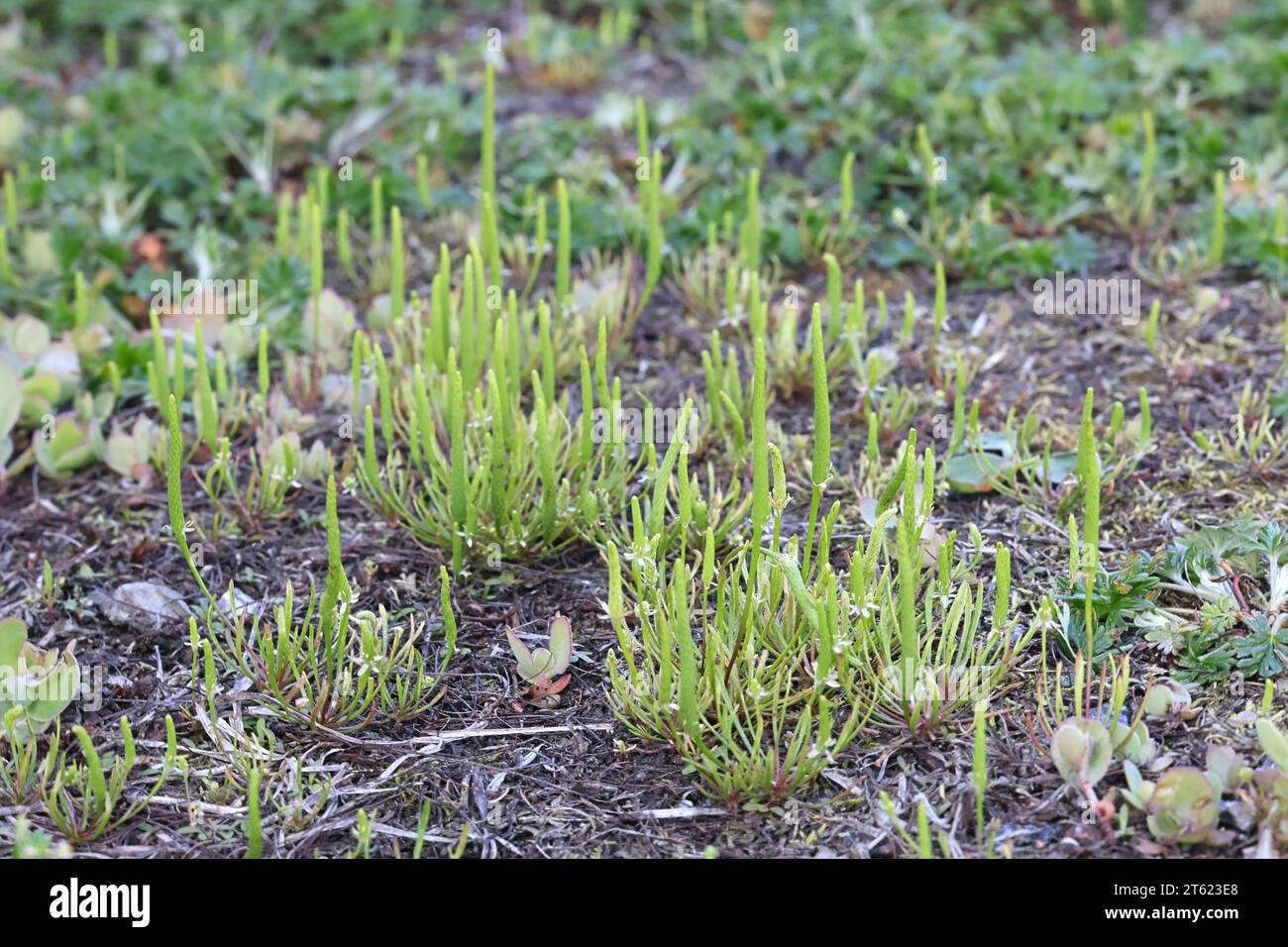 Myosurus minimus, commonly known as tiny mousetail, wild plant from Finland Stock Photo