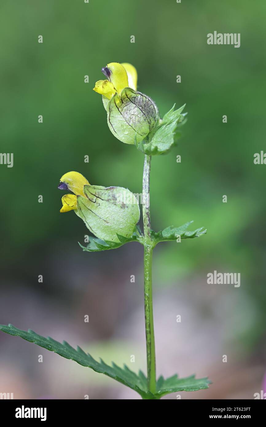 Rhinanthus angustifolius, commonly known as Narrow-leaved Rattle or  Greater Yellow-rattle, wild flower from Finland Stock Photo