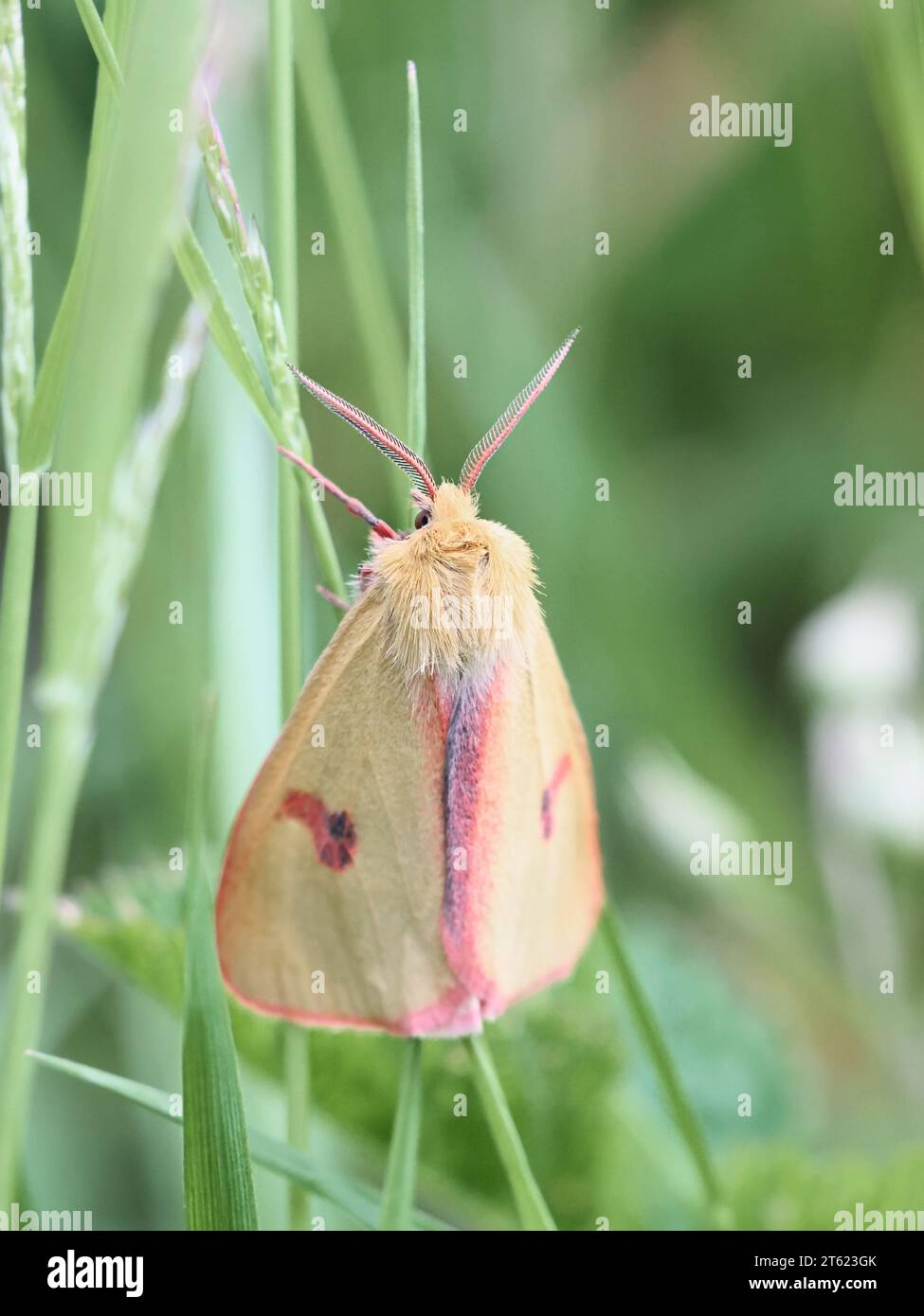 Diacrisia sannio, known as clouded buff, a moth from Finland Stock Photo