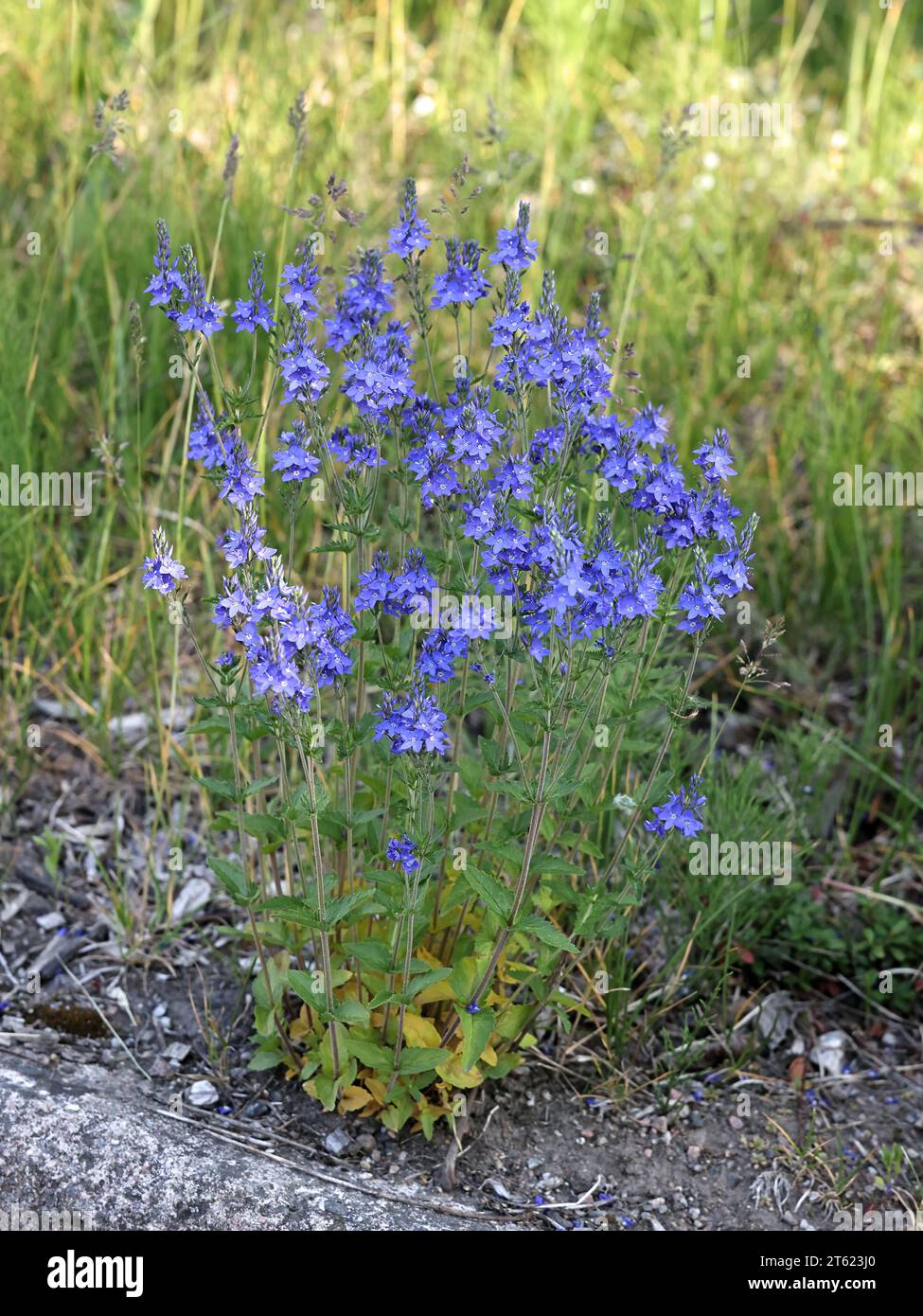 Austrian speedwell, Veronica austriaca, also known as broadleaf speedwell or saw-leaved speedwell, flowering plant from Finland Stock Photo