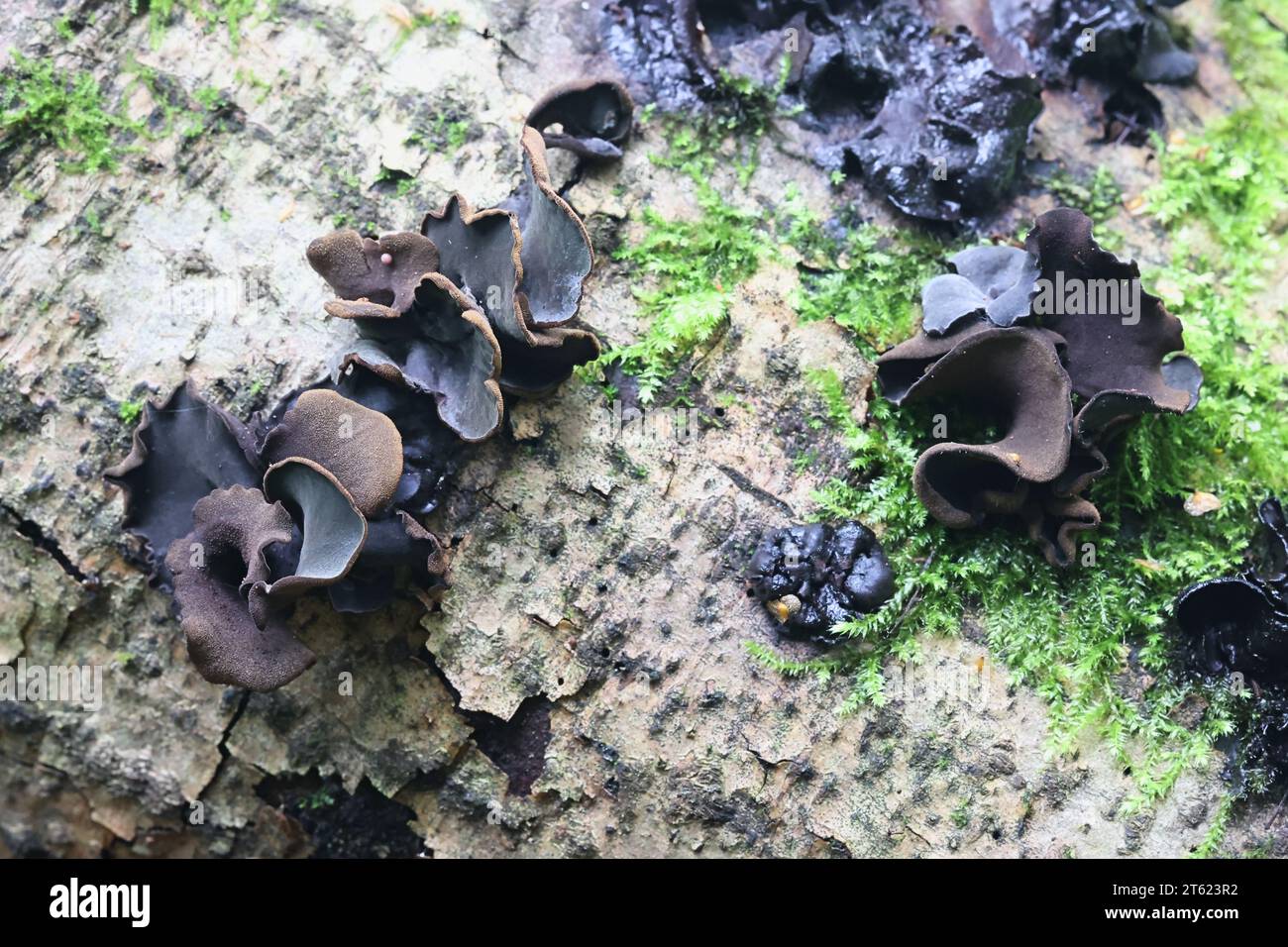 Ionomidotis irregularis, black cup fungus growing on grey alder in Finland, no common English name Stock Photo