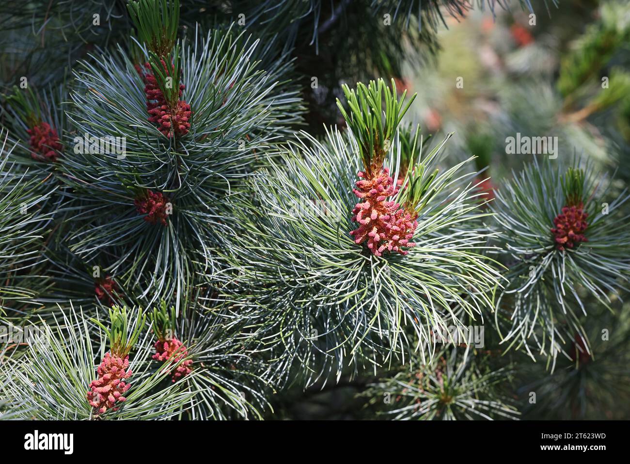 Pinus pumila, commonly known as the Siberian dwarf pine, dwarf Siberian pine or dwarf stone pine Stock Photo