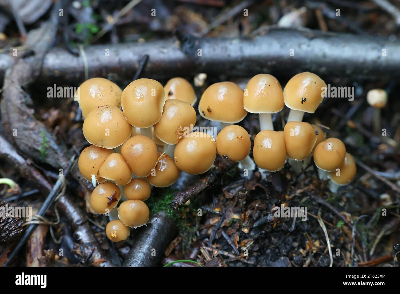 Psathyrella multipedata, also called Britzelmayria multipedata, commonly known as Clustered Brittlestem, wild mushroom from Finland Stock Photo