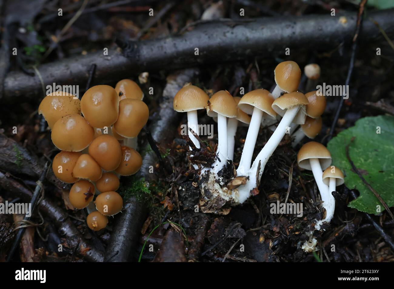 Psathyrella multipedata, also called Britzelmayria multipedata, commonly known as Clustered Brittlestem, wild mushroom from Finland Stock Photo