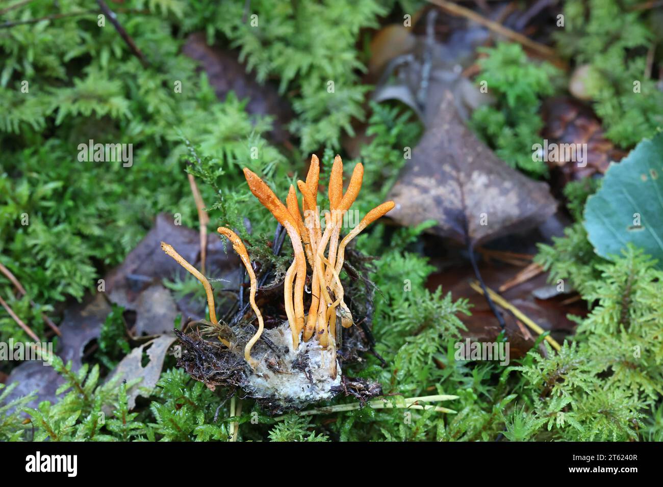 Cordyceps militaris, commonly known as Scarlet Caterpillar Club