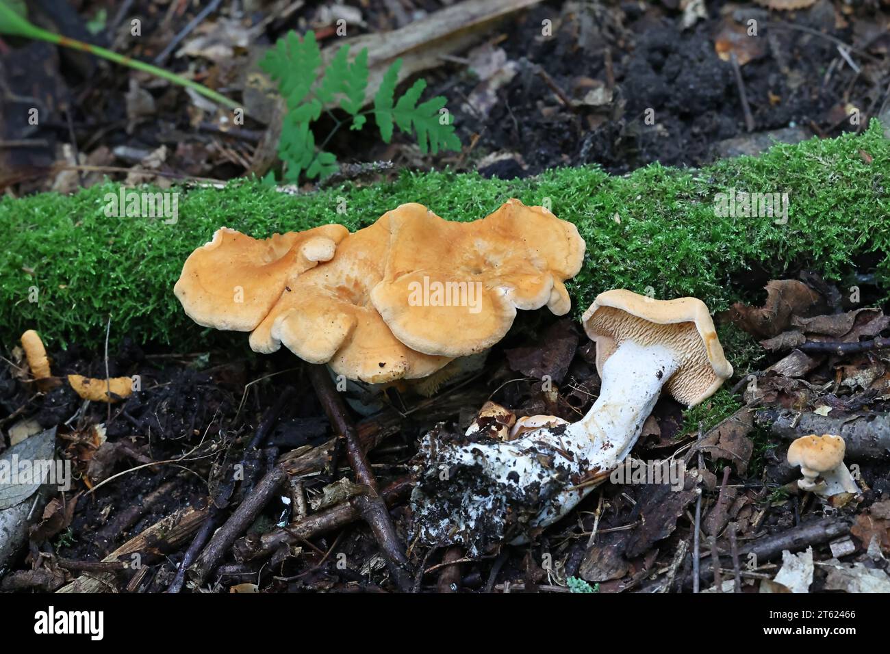 Hydnum ellipsosporum, hedgehog mushroom from Finland, no common English name Stock Photo