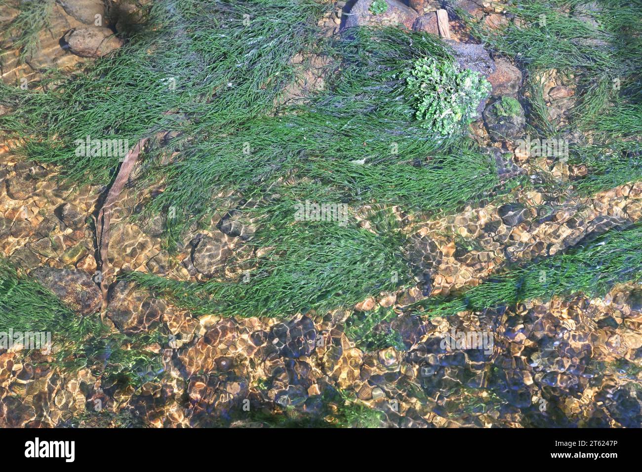 Fontinalis dalecarlica, commonly known as fountain moss, brook moss or water moss, photographed in a forest stream in Finland Stock Photo