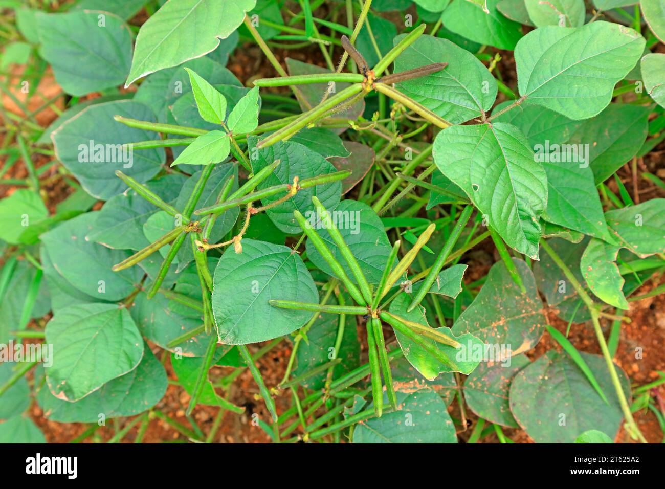 wild leguminous plants Stock Photo - Alamy