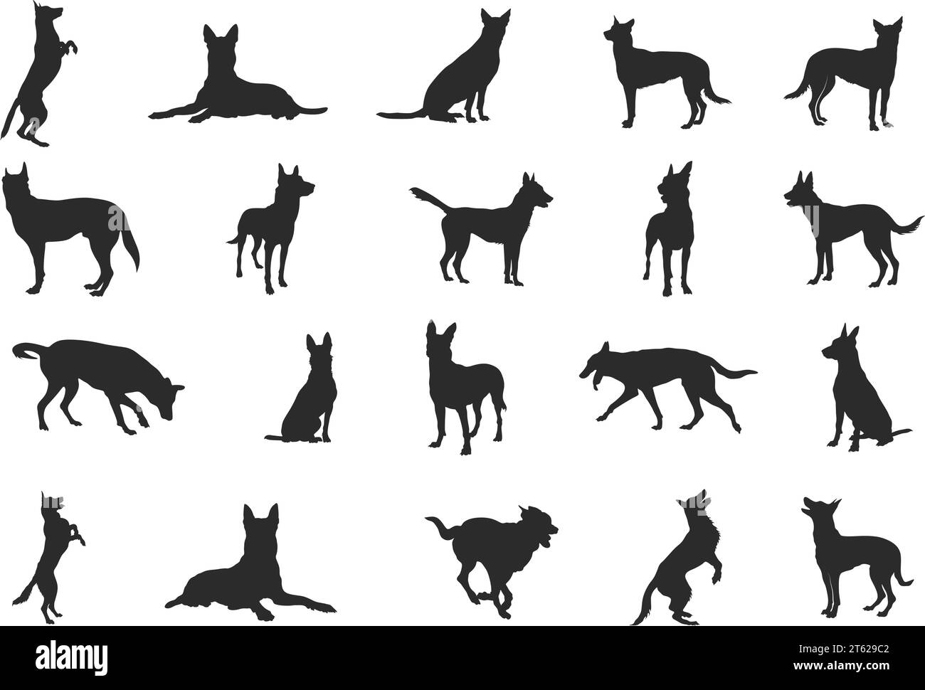 Belgian malinois silhouette, Belgian malinois dog silhouettes, Dog silhouettes, Dog icon, Belgian malinois clipart, Dog vector illustration. Stock Vector