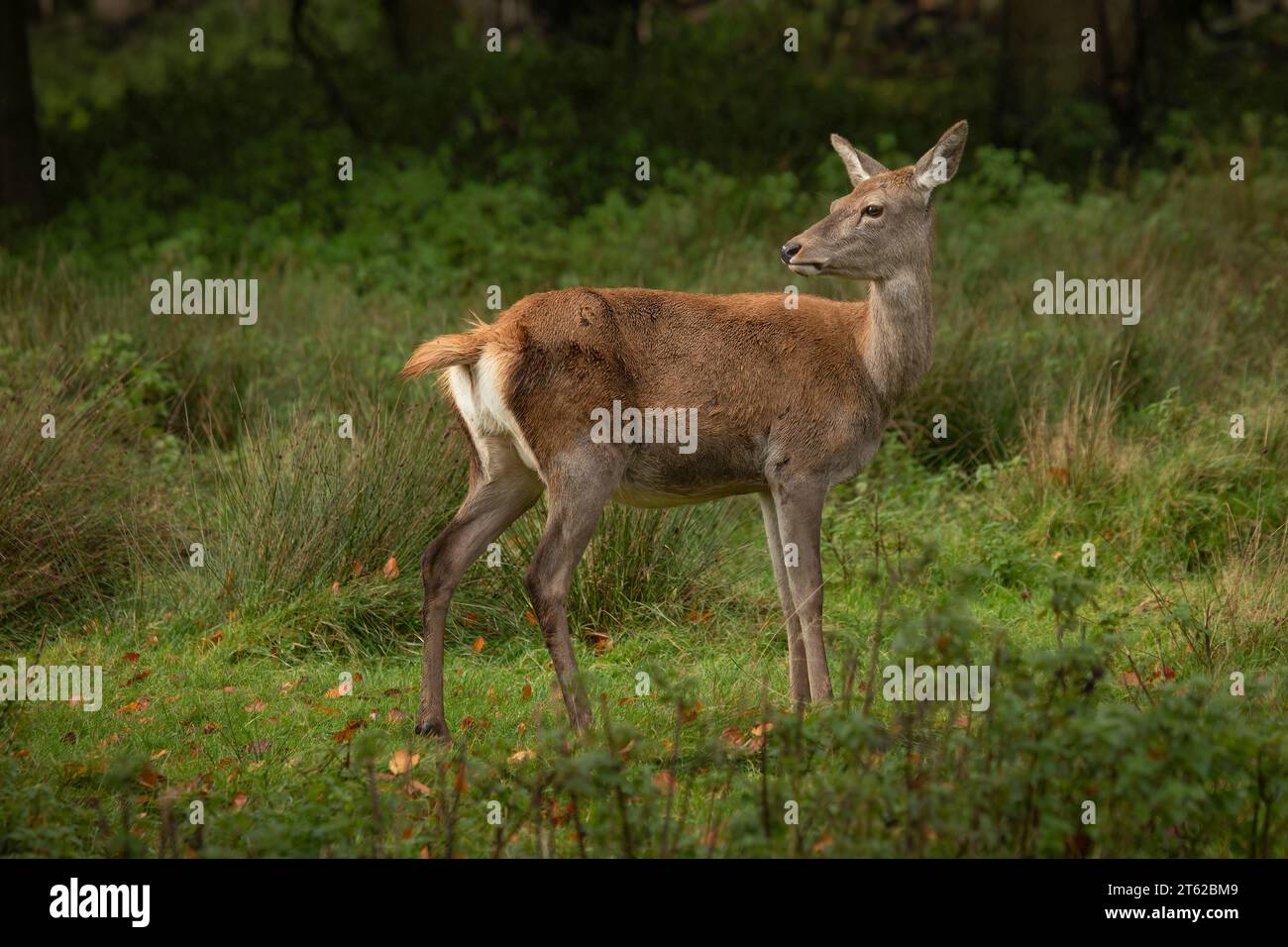 A portrait of a red deer doe. She is standing and looking back. Positioned in front of trees with space for text. Her coat is wet after a downpour of Stock Photo
