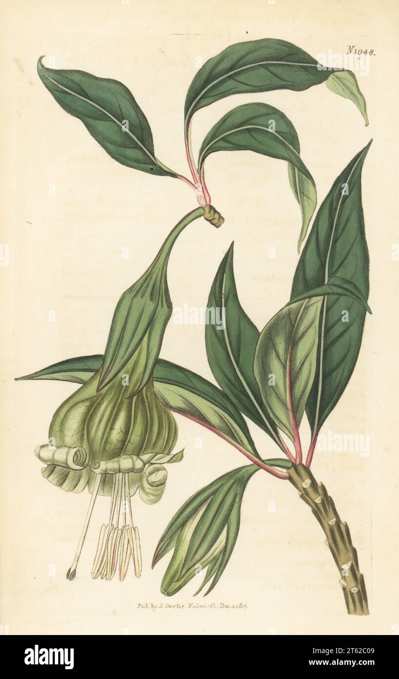 Dyssochroma viridiflorum, bat-pollinated epiphyte native to Brazil. Sent from Rio de Janeiro, raised at Chelsea Apothecaries Botanic Garden by Scottish botanist Alexander Anderson. Green-flowered solandra, Solandra viridiflora. Handcoloured copperplate engraving after a botanical illustration by an unknown artist from Curtis’s Botanical Magazine, edited by John Sims, London, 1818. Stock Photo