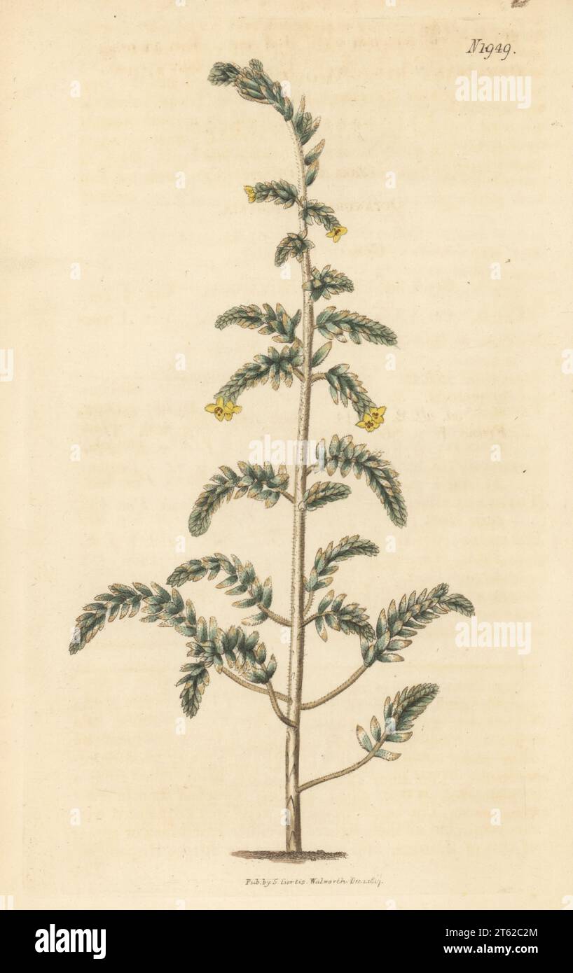 Hairy spurge flax, Thymelaea hirsuta, native to the Mediterranean. Raised by Reginald Whitley at Fulham Nursery. Shaggy sparrow-wort, Passerina hirsuta. Handcoloured copperplate engraving after a botanical illustration by an unknown artist from Curtis’s Botanical Magazine, edited by John Sims, London, 1818. Stock Photo