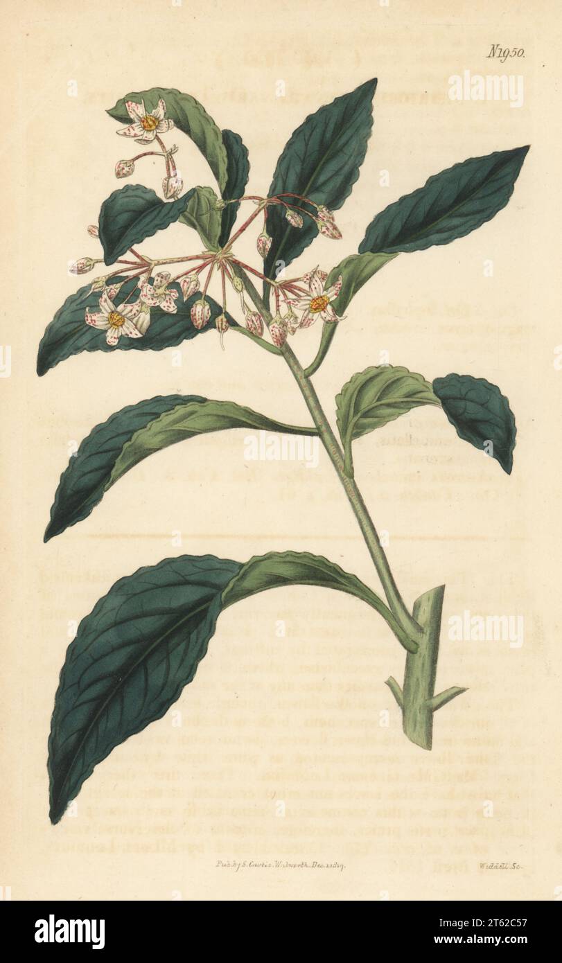 Hen's eyes or dwarf ardisia, Ardisia crenata. Native of China, raised by nurseryman George Loddiges. Handcoloured copperplate engraving by Weddell after a botanical illustration by an unknown artist from Curtis’s Botanical Magazine, edited by John Sims, London, 1818. Stock Photo