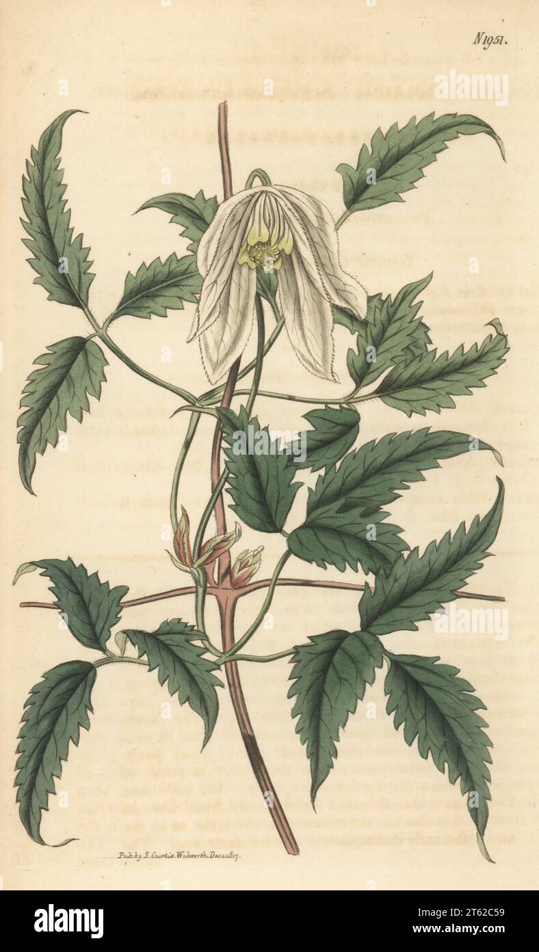 Siberian clematis, Clematis sibirica. Native of Siberia, sent by N. Hodson of the War Office. Siberian atragene, Atragene sibirica. Handcoloured copperplate engraving after a botanical illustration by an unknown artist from Curtis’s Botanical Magazine, edited by John Sims, London, 1818. Stock Photo