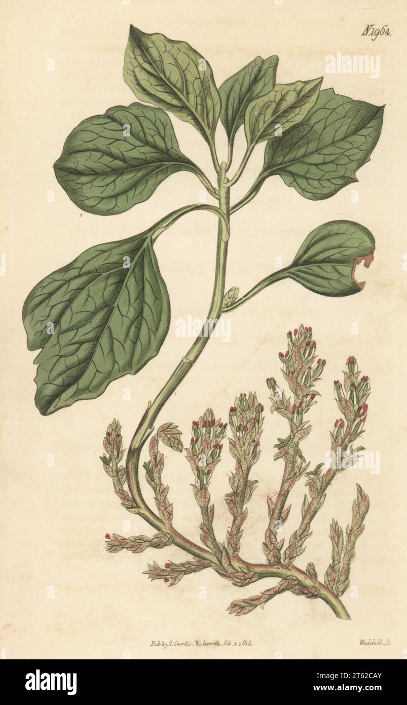 Allegheny pachysandra, Allegheny spurge or trailing pachysandra, Pachysandra procumbens. Native of the Allegheny mountains, North America and Canada, introduced by John Fraser of the American Nursery, Sloane Square. Handcoloured copperplate engraving by Weddell after a botanical illustration by an unknown artist from Curtis’s Botanical Magazine, edited by John Sims, London, 1818. Stock Photo