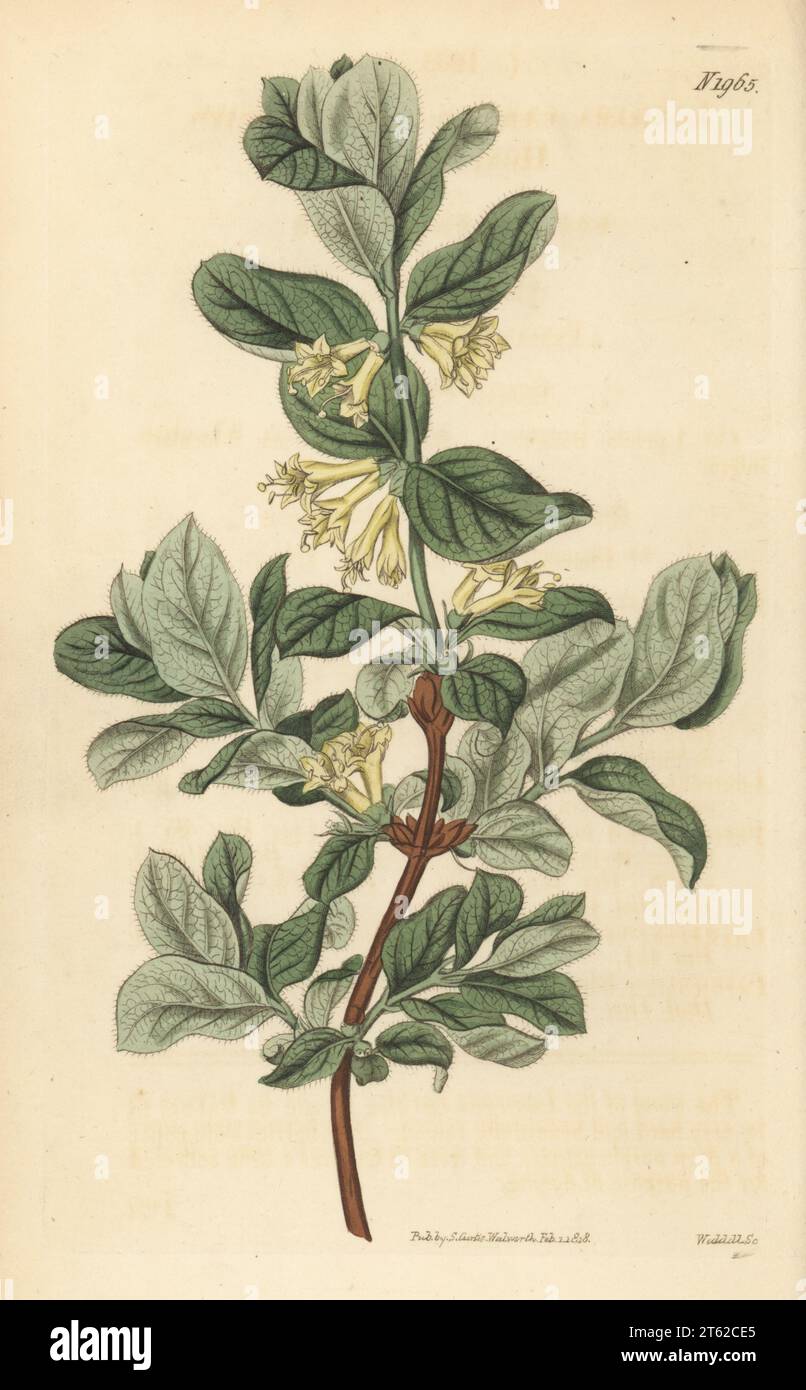 Honeyberry, blue honeysuckle, haskap or blue-berried honeysuckle, Lonicera caerulea. Native of Switzerland, Austria and Siberia, communicated by Quaker brewer John Walker of Arno's Grove. Handcoloured copperplate engraving by Weddell after a botanical illustration by an unknown artist from Curtis’s Botanical Magazine, edited by John Sims, London, 1818. Stock Photo