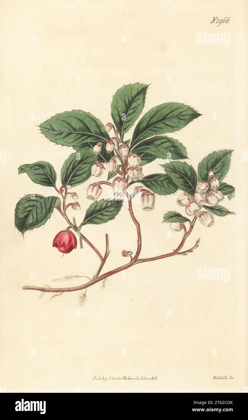Eastern teaberry, checkerberry, boxberry, mountain tea, partridge berries or trailing gaultheria, Gaultheria procumbens. Native to the Allegheny mountains, North America, cultivated by Philip Miller in 1762. Handcoloured copperplate engraving by Weddell after a botanical illustration by an unknown artist from Curtis’s Botanical Magazine, edited by John Sims, London, 1818. Stock Photo