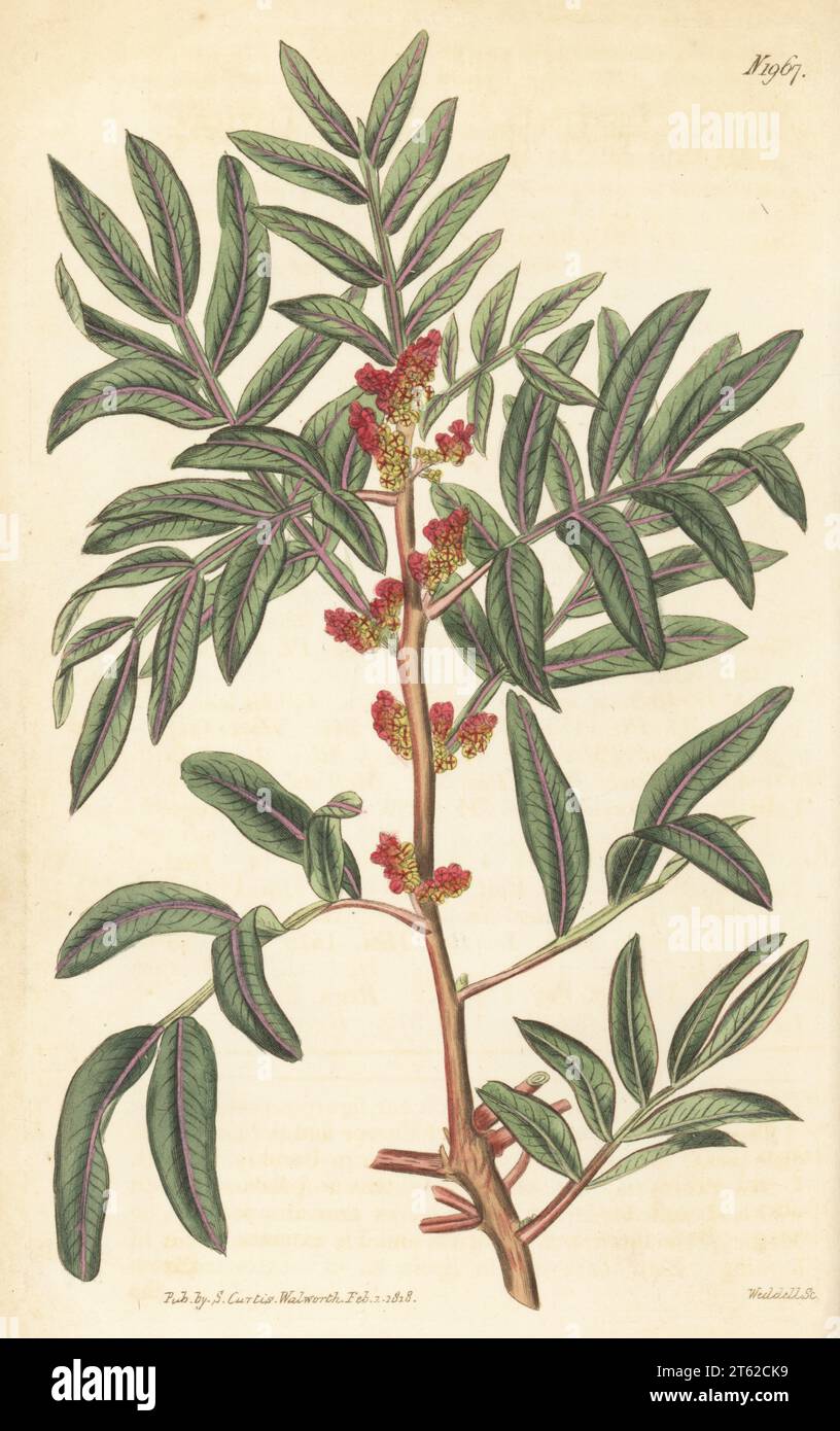 Chios mastictree, Lentisk tree, common mastick tree, or tears of Chios, male plant, Pistacia lentiscus. Native of southern Europe and the Levant, sent by Whitley, Brame and Milne of Fulham Nursery. Handcoloured copperplate engraving by Weddell after a botanical illustration by an unknown artist from Curtis’s Botanical Magazine, edited by John Sims, London, 1818. Stock Photo