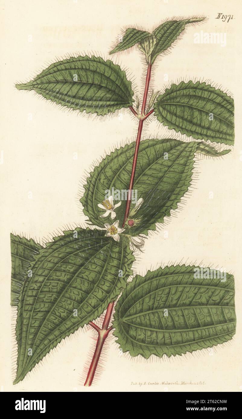 Soapbush, clidemia or Koster's curse, Miconia crenata. Clidemia hirta. Native to Jamaica, sent by Barr and Brookes of Northampton Nursery, Islington. Large blue-fruited melastoma, Melastoma hirta. Handcoloured copperplate engraving after a botanical illustration by an unknown artist from Curtis’s Botanical Magazine, edited by John Sims, London, 1818. Stock Photo