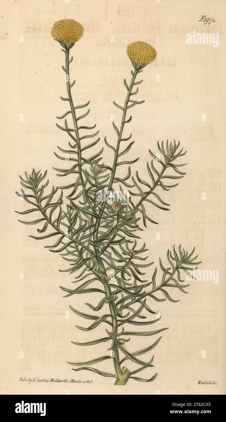 Shrub goldilocks or goldenheads, Chrysocoma cernua. Native of South Africa, communicated by N. S. Hodson of the War Office. Great shrubby goldy-locks, Chrysocoma comaurea. Handcoloured copperplate engraving by Weddell after a botanical illustration by an unknown artist from Curtis’s Botanical Magazine, edited by John Sims, London, 1818. Stock Photo