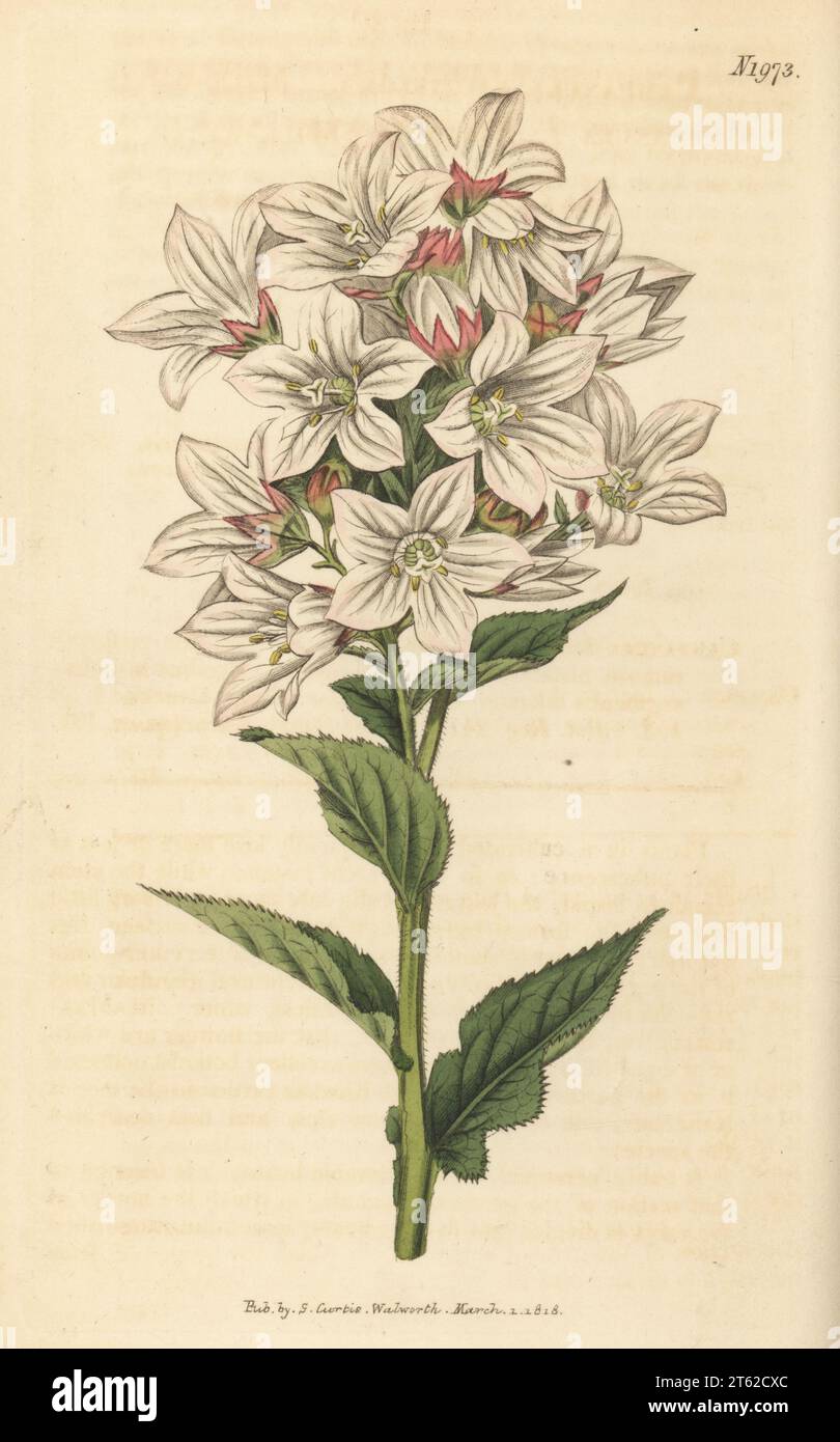 Milky bellflower or milk-white bell-flower, Campanula lactiflora.  Raised by nurseryman George Loddiges. Handcoloured copperplate engraving after a botanical illustration by an unknown artist from Curtis’s Botanical Magazine, edited by John Sims, London, 1818. Stock Photo
