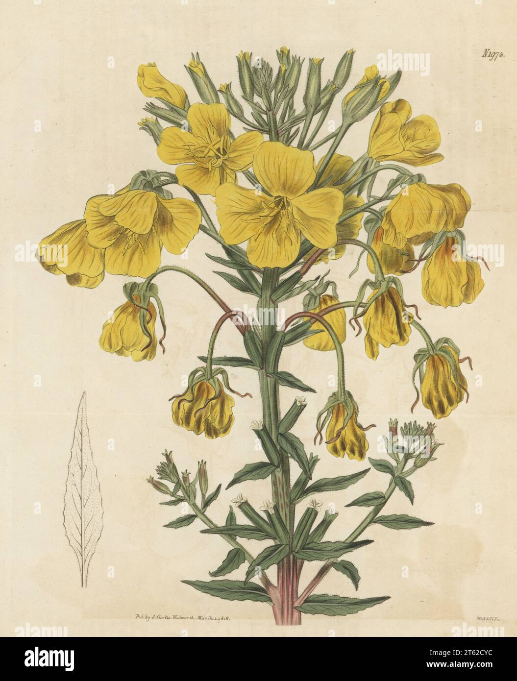 Hooker's evening primrose, Oenothera elata subsp. hirsutissima. Raised from seeds sent from Mexico by gardener Thomas Ashworth at Longleats for the Marquis of Bath. Corymbose oenothera or evening primrose, Oenothera corymbosa. Handcoloured copperplate engraving by Weddell after a botanical illustration by an unknown artist from Curtis’s Botanical Magazine, edited by John Sims, London, 1818. Stock Photo