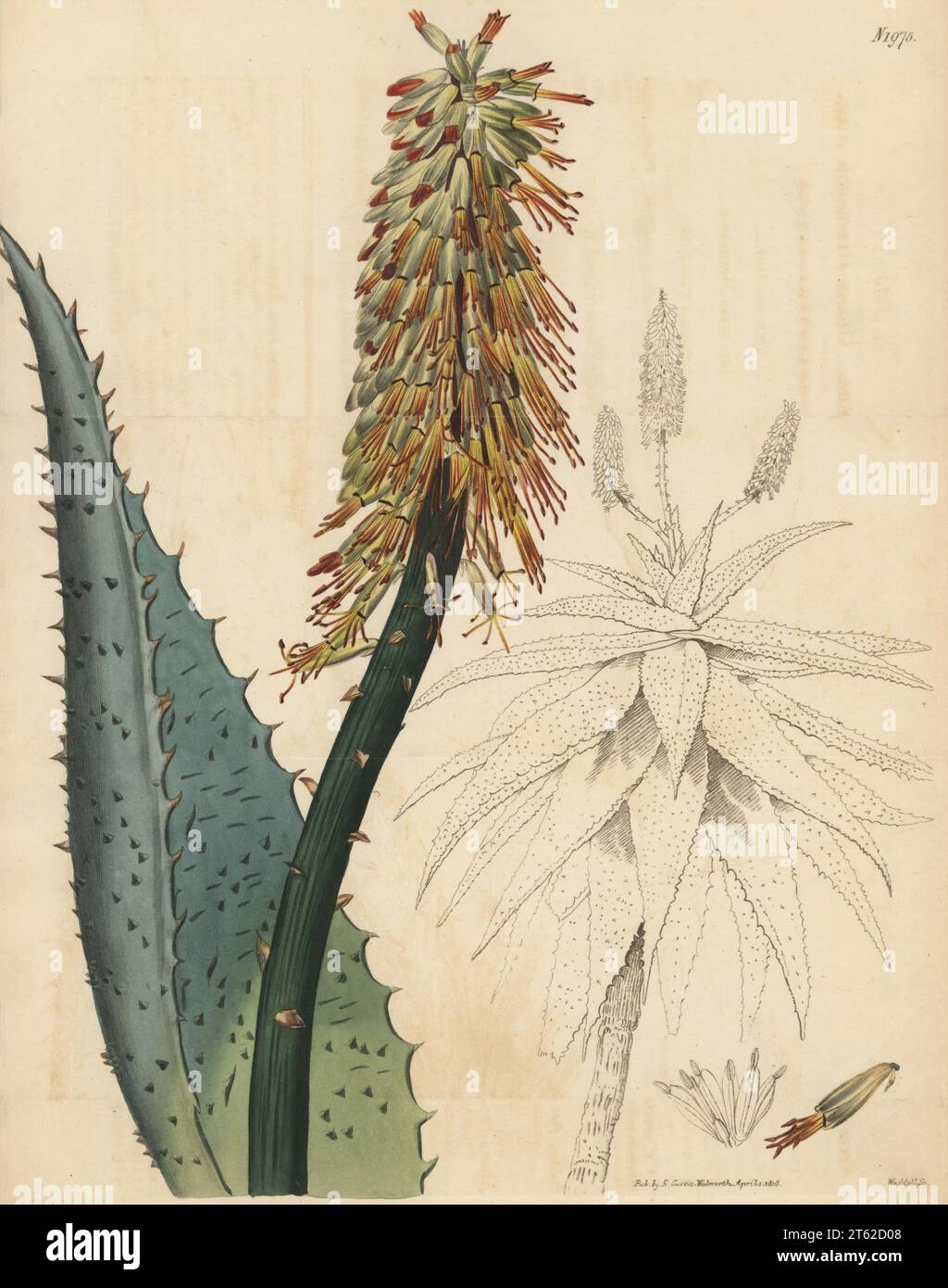 Cape aloe, bitter aloe or great hedge-hog aloe, Aloe ferox. Native of the Cape of Good Hope, South Africa, raised by Philip Miller in 1759. Handcoloured copperplate engraving by Weddell after a botanical illustration by an unknown artist from Curtis’s Botanical Magazine, edited by John Sims, London, 1818. Stock Photo