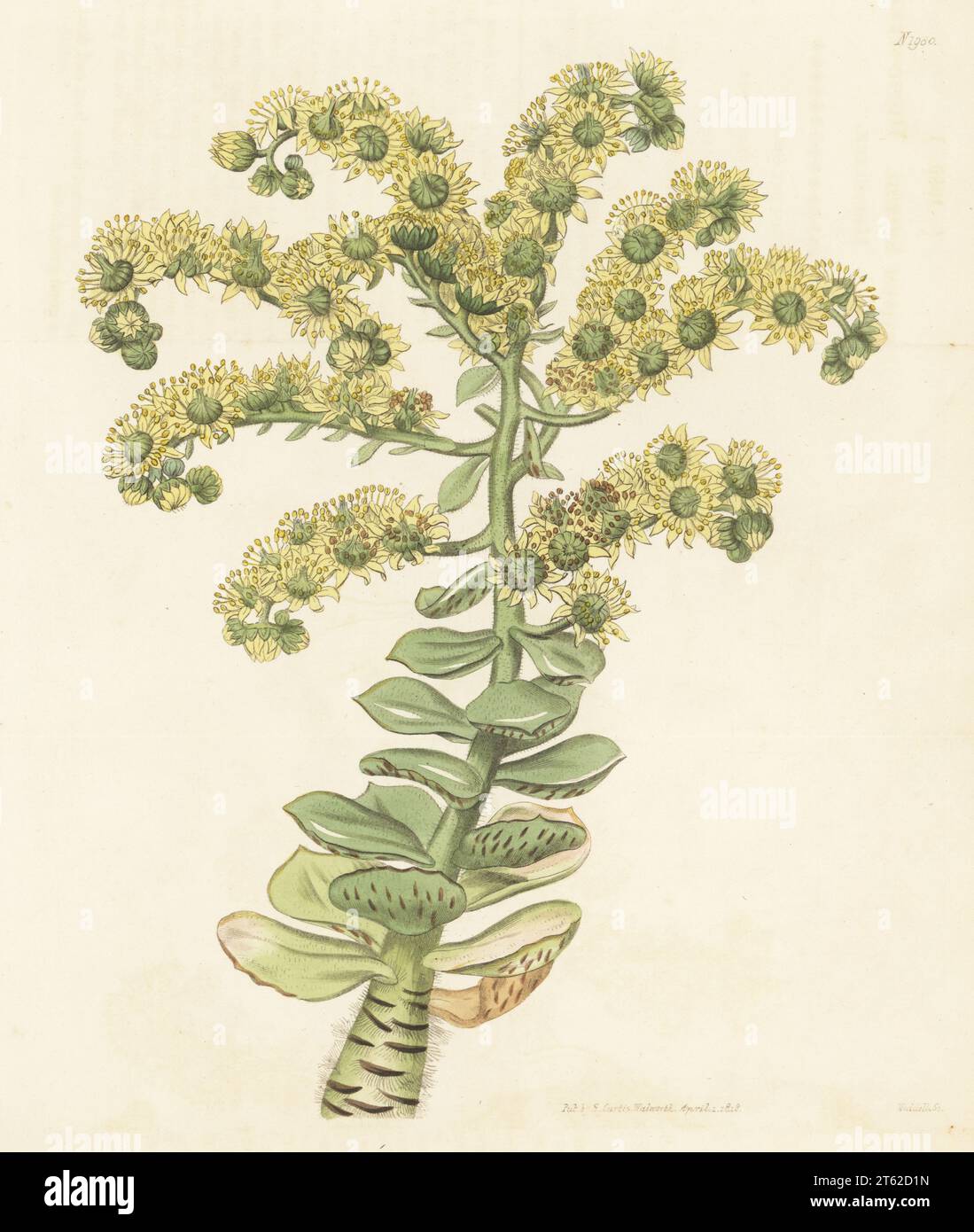 Tree houseleek, Aeonium smithii. Native to the Canary Islands, Tenerife, raised by William Anderson of the Apothecaries botanical garden at Chelsea. Hispid-stemmed houseleek, Sempervivum smithii. Handcoloured copperplate engraving by Weddell after a botanical illustration by an unknown artist from Curtis’s Botanical Magazine, edited by John Sims, London, 1818. Stock Photo