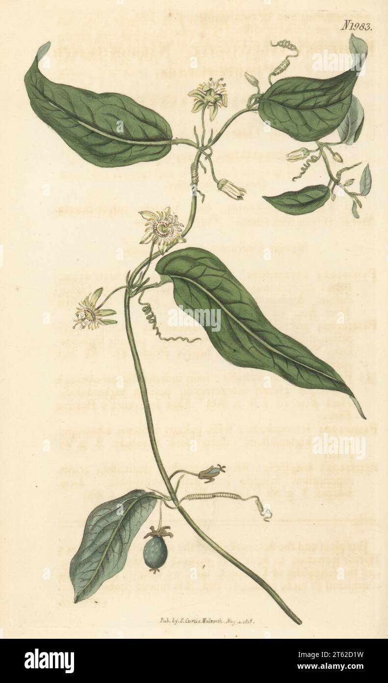 Corkystem passionflower or Meloncillo, Passiflora suberosa subsp. suberosa. Native of the West Indies, raised at the Bayswater hothouse of Mrs Elizabeth Wright, Comtesse de Vandes. Narrow-leaved passion-flower, Passiflora angustifolia. Handcoloured copperplate engraving after a botanical illustration by an unknown artist from Curtis’s Botanical Magazine, edited by John Sims, London, 1818. Stock Photo