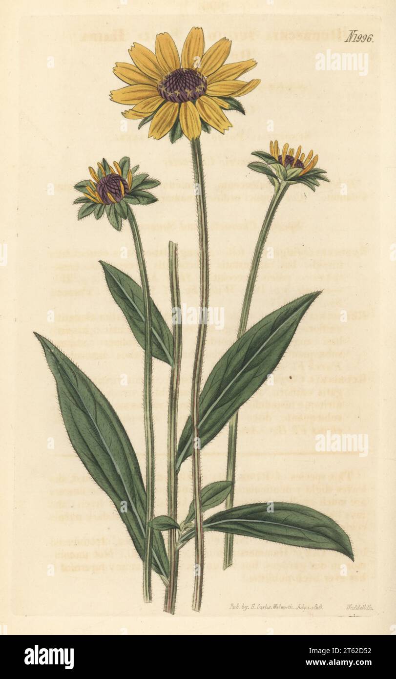 Orange coneflower or small hairy rudbeckia, Rudbeckia fulgida. Native of North America, introduced by Scottish nurseryman James Lee of Hammersmith in 1760. Handcoloured copperplate engraving by Weddell after a botanical illustration by an unknown artist from Curtis’s Botanical Magazine, edited by John Sims, London, 1818. Stock Photo