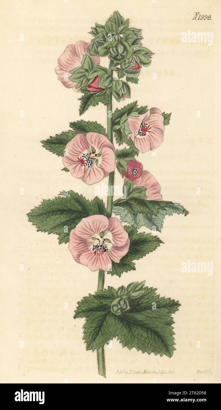 Lively-flowered Cape mallow, Malva amoena. Native of the Cape of Good Hope, South Africa, raised by William Anderson of the Apothecary's botanical garden at Chelsea. Handcoloured copperplate engraving by Weddell after a botanical illustration by an unknown artist from Curtis’s Botanical Magazine, edited by John Sims, London, 1818. Stock Photo