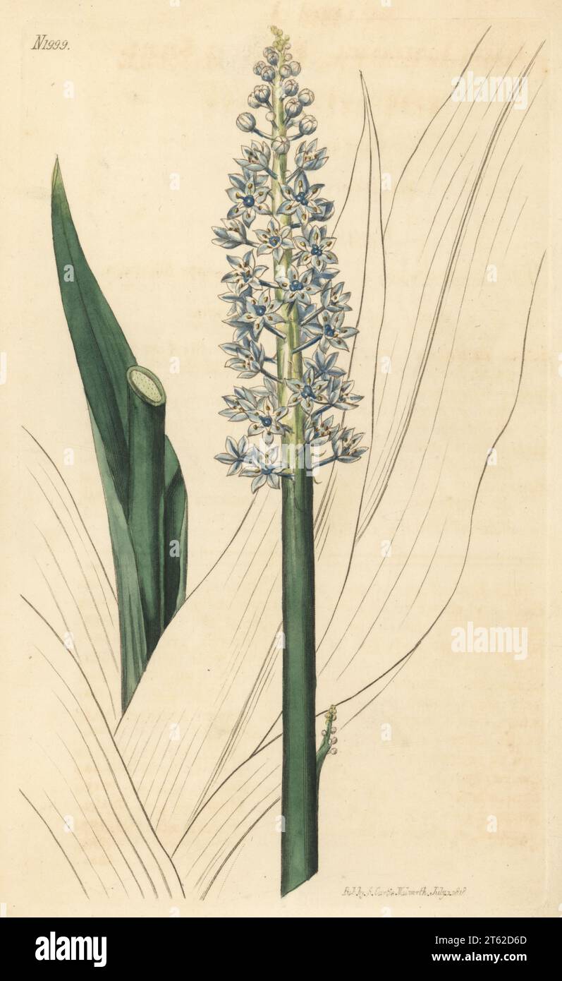 Alpine squill or two-leaf squill, Scilla bifolia. Raised by brewer and gardener Robert Barclay of Bury Hill. Portugal squill, Scilla lusitanica. Handcoloured copperplate engraving after a botanical illustration by an unknown artist from Curtis’s Botanical Magazine, edited by John Sims, London, 1818. Stock Photo