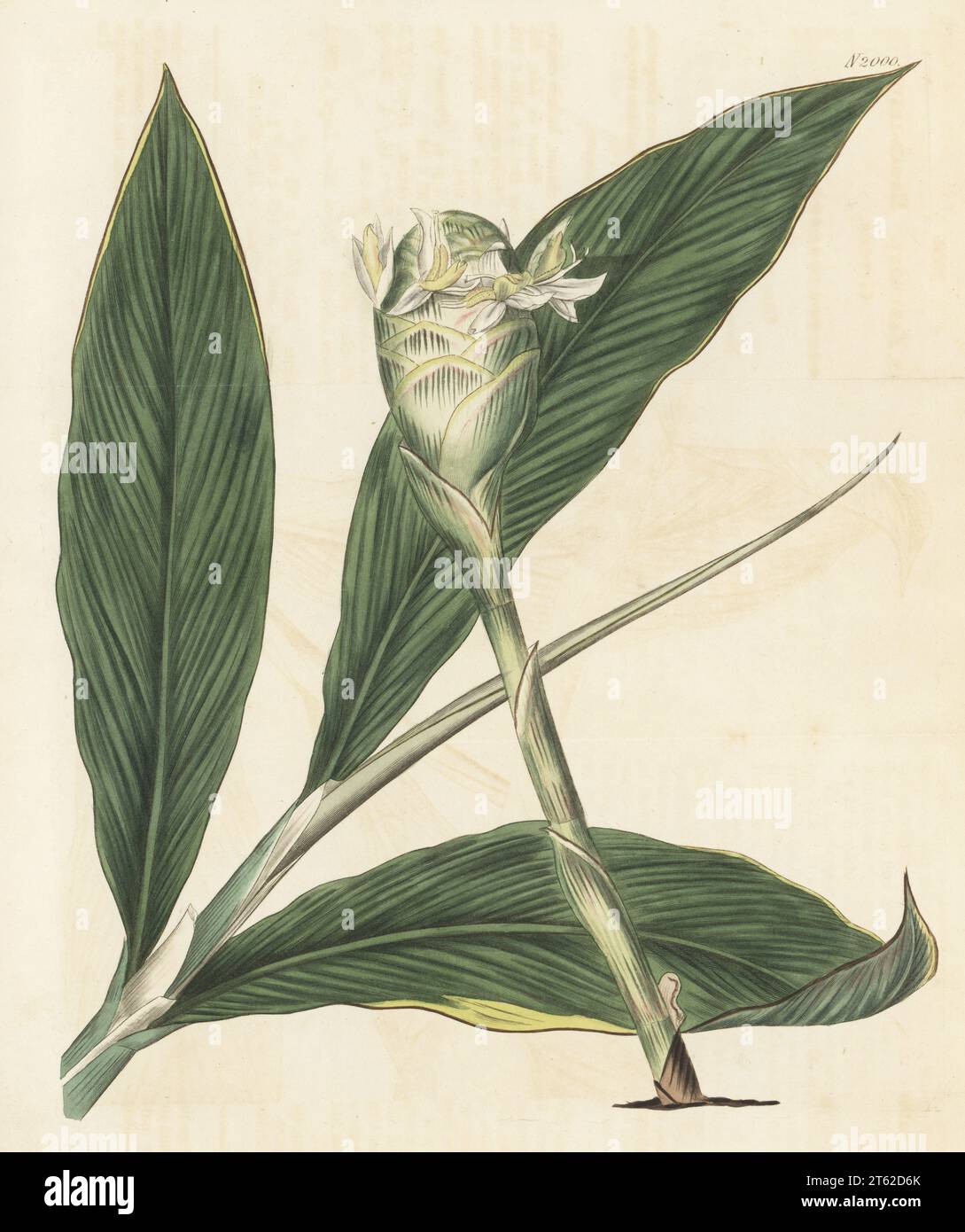 Bitter ginger or broad-leaved ginger, Zingiber zerumbet. Native of the East Indies, raised by William Anderson of the Apothecary's botanical garden at Chelsea. Handcoloured copperplate engraving after a botanical illustration by an unknown artist from Curtis’s Botanical Magazine, edited by John Sims, London, 1818. Stock Photo
