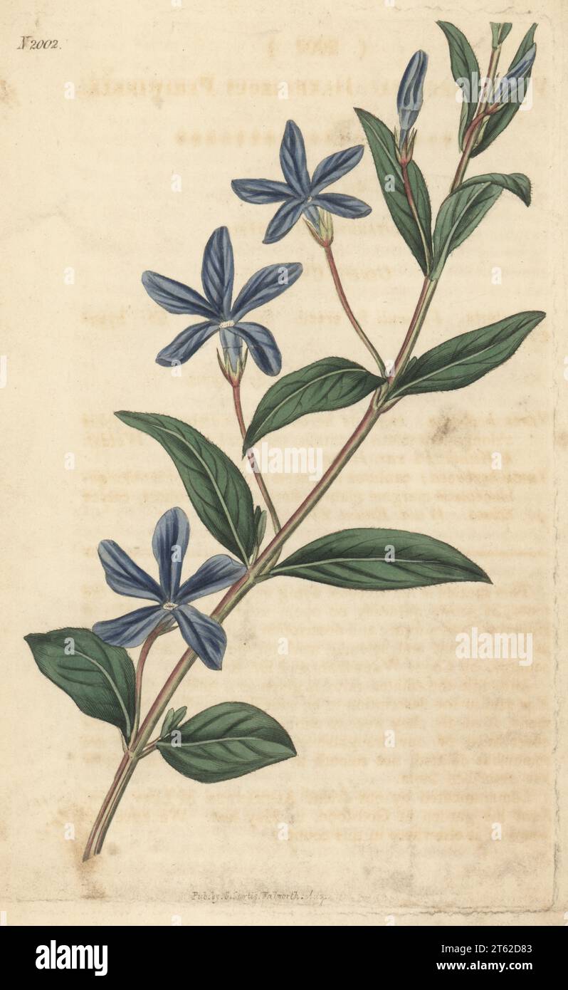 Herbaceous periwinkle, Vinca herbacea. Raised by Scottish gardener Alexander Macleay at his garden in Godstone. Handcoloured copperplate engraving after a botanical illustration by an unknown artist from Curtis’s Botanical Magazine, edited by John Sims, London, 1818. Stock Photo